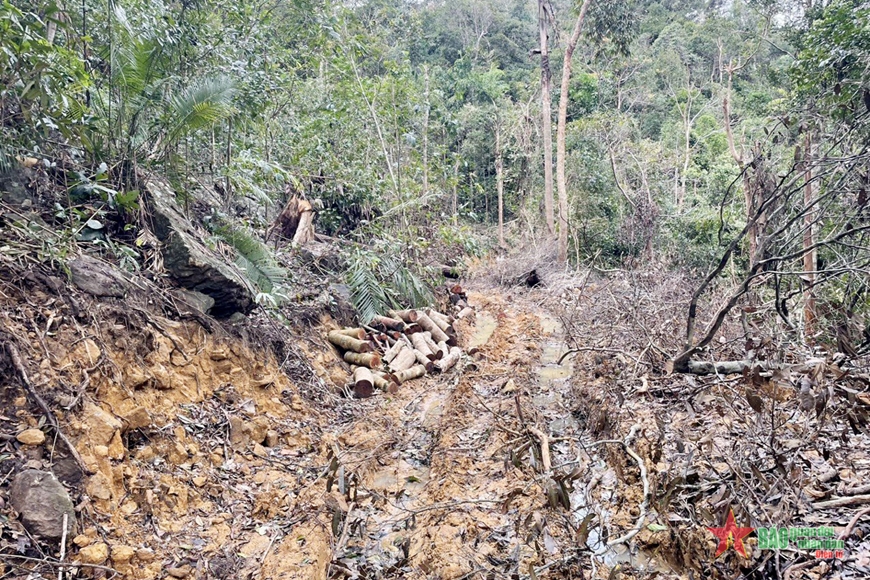 Hiện trường vụ phá rừng tại xã Ninh Ích, thị xã Ninh Hòa, tỉnh Khánh Hòa.