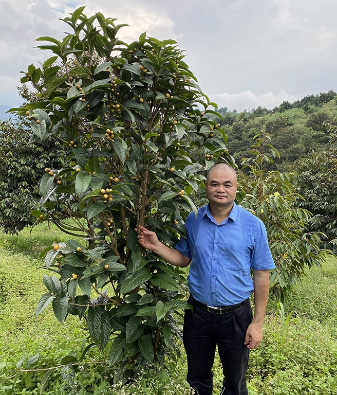 Trà hoa vàng - cây dược liệu quý, giá trị kinh tế cao