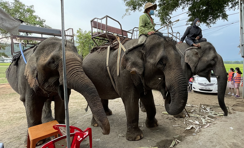 Du lịch thân thiện với voi