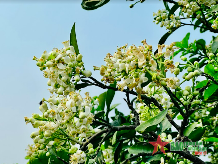 Nồng n&agrave;n hương bưởi th&aacute;ng Ba