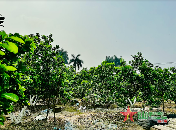 Nồng n&agrave;n hương bưởi th&aacute;ng Ba