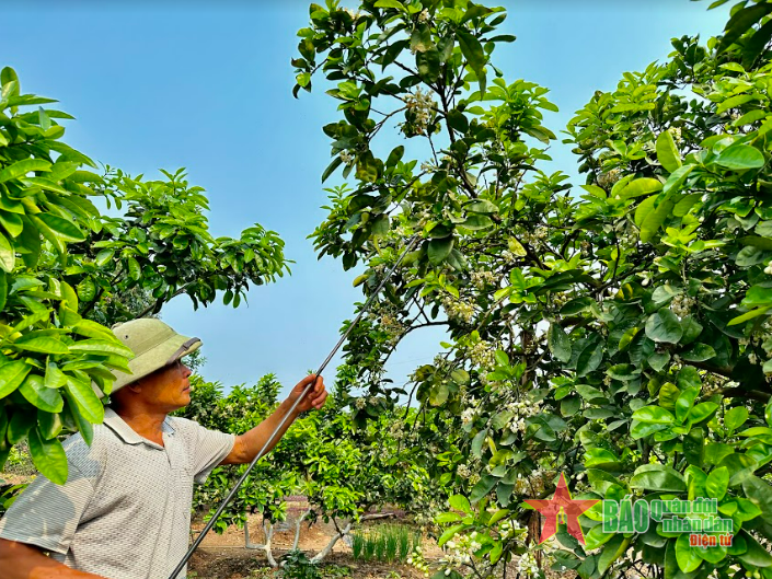 Nồng n&agrave;n hương bưởi th&aacute;ng Ba