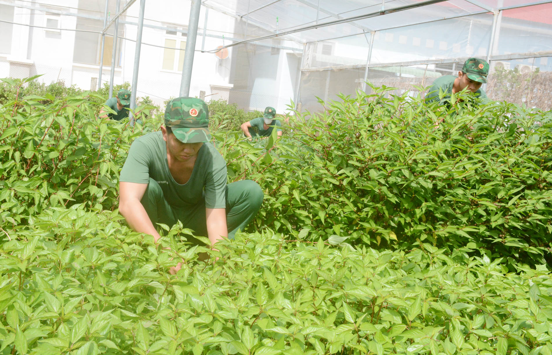 Trồng rau trên đá, nuôi cá dưới suối