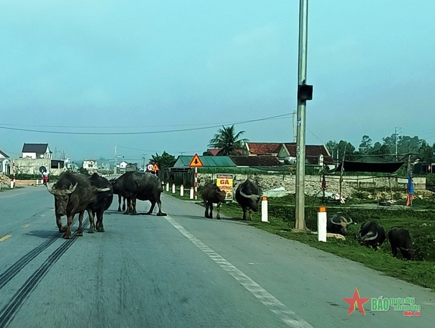 Hiểm họa từ trâu, bò thả rông