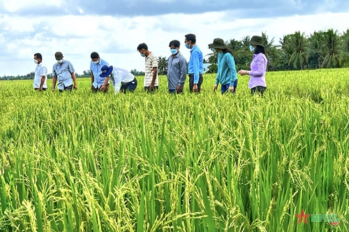Đề án 1 triệu ha lúa ở Đồng vì chưng sông Cửu Long và phát minh vùng lúa phần mềm technology cao