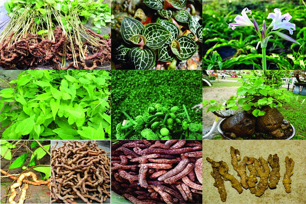 Điều kiện vay vốn phát triển vùng trồng dược liệu quý 