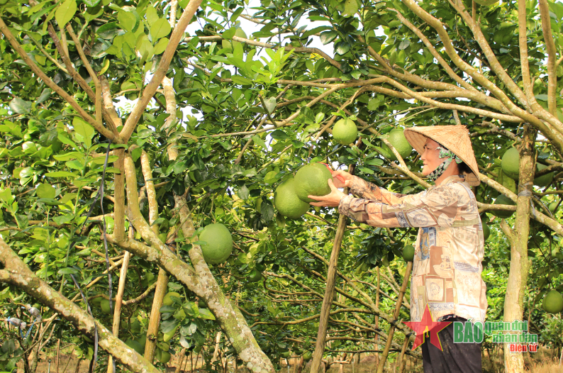  Nông dân Hậu Giang chăm sóc vườn bưởi của gia đình.