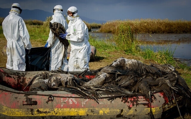 Cúm A/H5N1 thuộc bệnh truyền nhiễm nhóm A là nhóm các bệnh truyền nhiễm đặc biệt nguy hiểm có khả năng lây truyền rất nhanh, phát tán rộng và tỷ lệ tử vong cao. Ảnh minh họa/Nguồn: timesofisrael