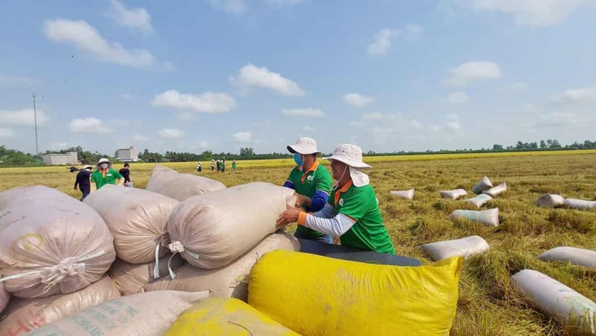  Thu hoạch lúa tại An Giang. Ảnh: CÔNG MẠO