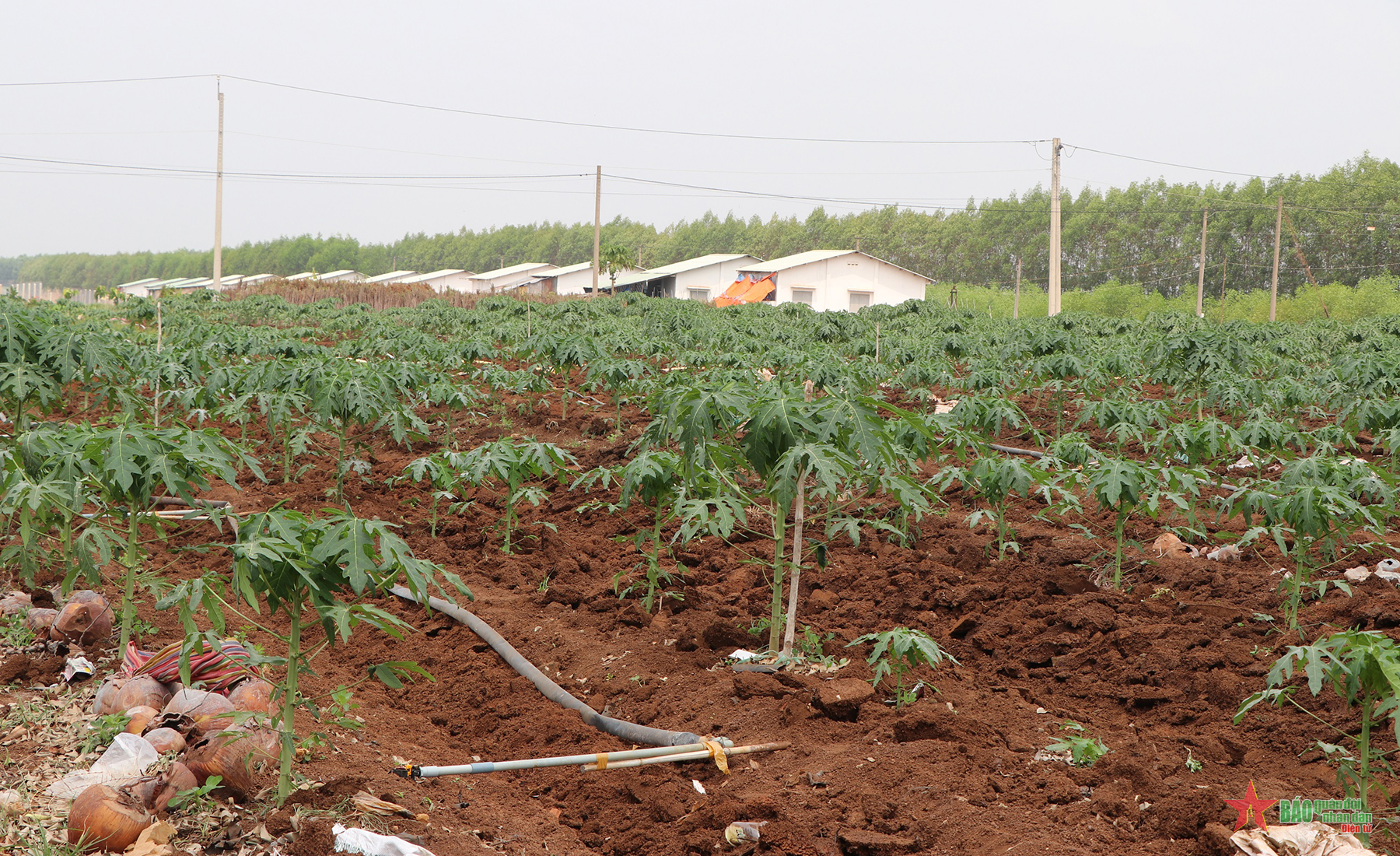 Trở lại Chàng Riệc