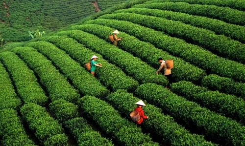 Việt Nam đa sắc: Thái Nguyên-xứ sở “đệ nhất danh trà”