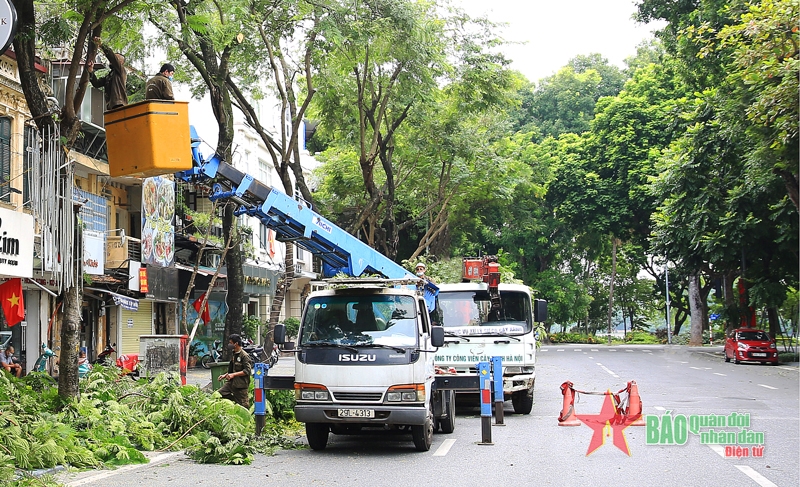 Công nhân tiến hành cắt tỉa cành, hạ độ cao cây xanh trên địa bàn quận Hoàn Kiếm. 