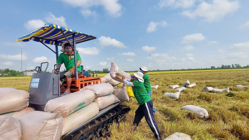 Thu mua lúa gạo trên cánh đồng liên kết phục vụ xuất khẩu tại An Giang. Ảnh: CÔNG MẠO