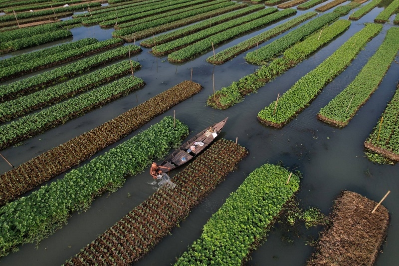 Vườn nổi ở Barisal (Bangladesh). Ảnh: Reuters 