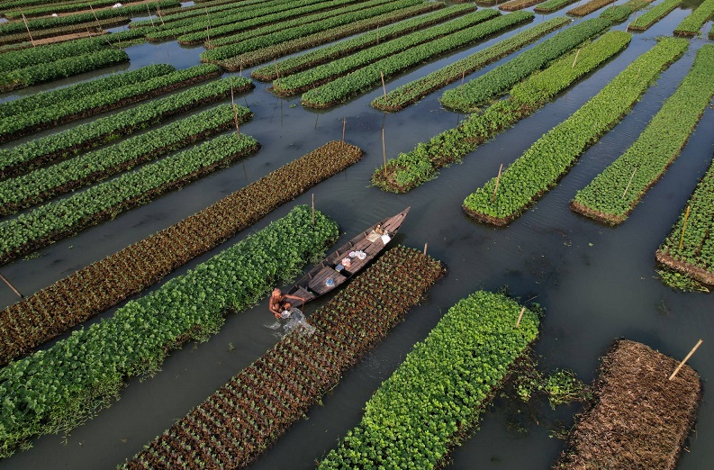 Nông dân Bangladesh tìm cách thích ứng với biến đổi khí hậu