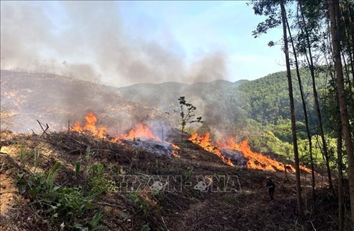 Quảng Trị: Liên tiếp xảy ra hai vụ cháy rừng, thiệt hại hàng trăm triệu đồng
