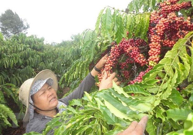 Cà phê doanh nhân - đừng chỉ là phong trào