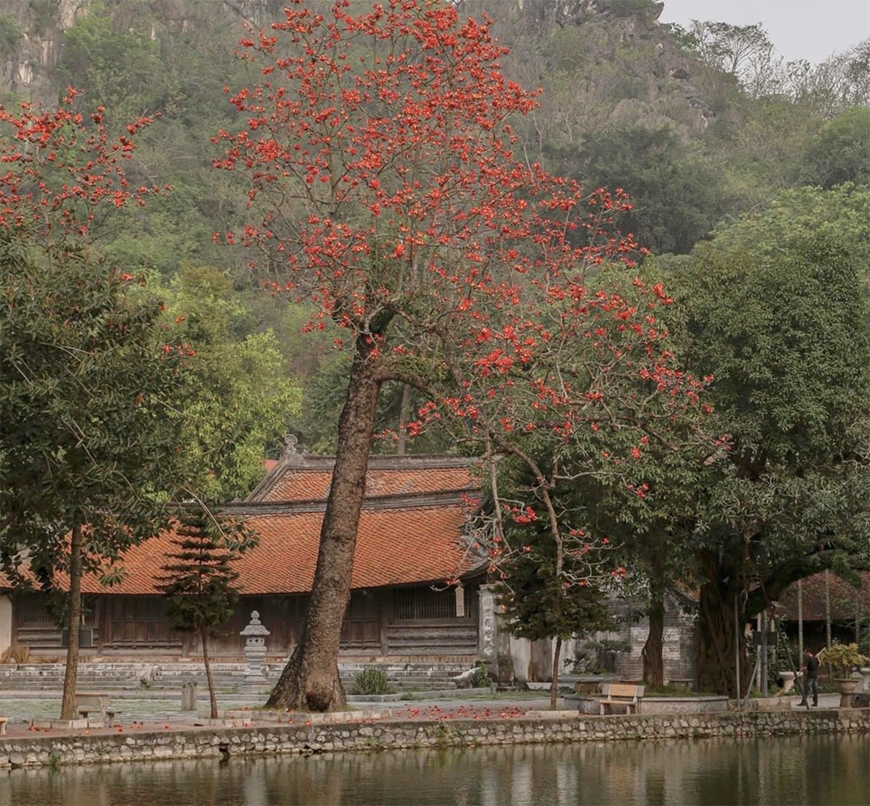 Đặc biệt vào những ngày tháng ba, cây gạo cổ thụ trước sân chùa lại đơm hoa nở đỏ rực một góc trời. 