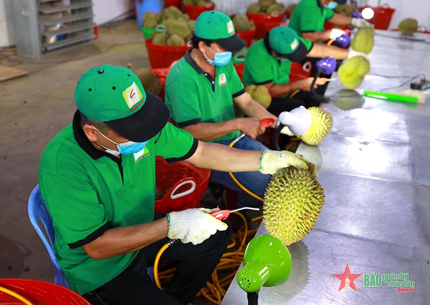  Hoạt động kiểm tra chất lượng sầu riêng tại Công ty Cổ phần Tập đoàn xuất-nhập khẩu trái cây Chánh Thu. Ảnh: THU VY 
 
