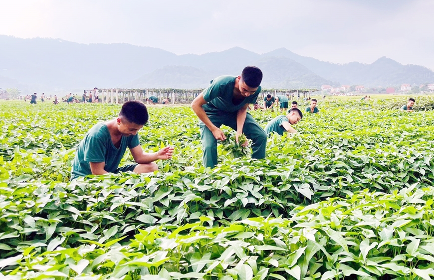 Tiểu đội trưởng Trần Văn Dũng (ngoài cùng, bên trái) cùng chiến sĩ Tiểu đội 8, Trung đội 6, Đại đội 2, Tiểu đoàn 2 (Trung đoàn 141, Sư đoàn 312) thu hoạch rau. Ảnh: ĐÔNG ANH