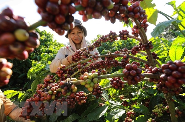 Thu hoạch cà phê ở Lâm Đồng. Ảnh minh họa: TTXVN Thu hoạch cà phê ở Lâm Đồng. Ảnh minh họa: TTXVN