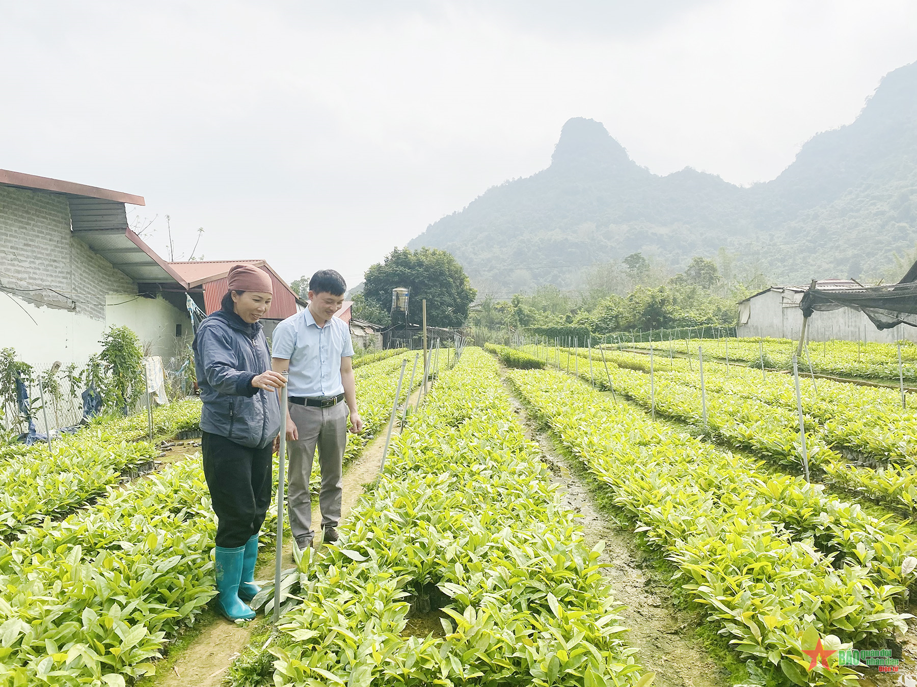 Học cách vẽ sơ đồ thiết kế vườn ươm cây giống để trồng cây đúng cách