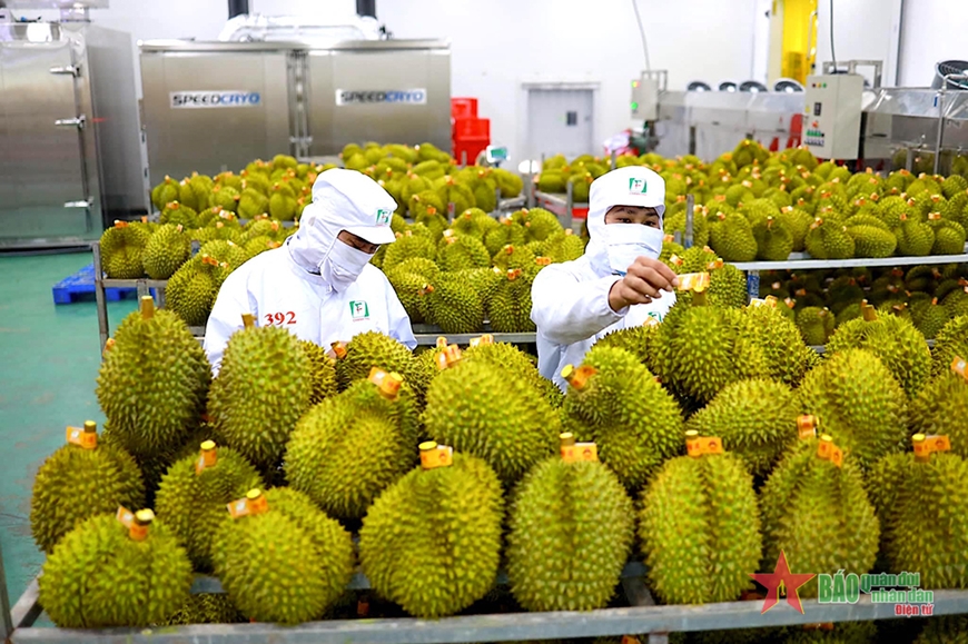  Sầu riêng là một trong những mặt hàng xuất khẩu chủ lực của Công ty Cổ phần Tập đoàn xuất-nhập khẩu trái cây Chánh Thu sang thị trường Trung Quốc.  Ảnh: THU VY