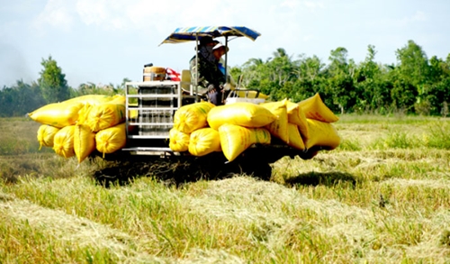 Bao giờ nông dân làm giàu từ nghề trồng lúa?