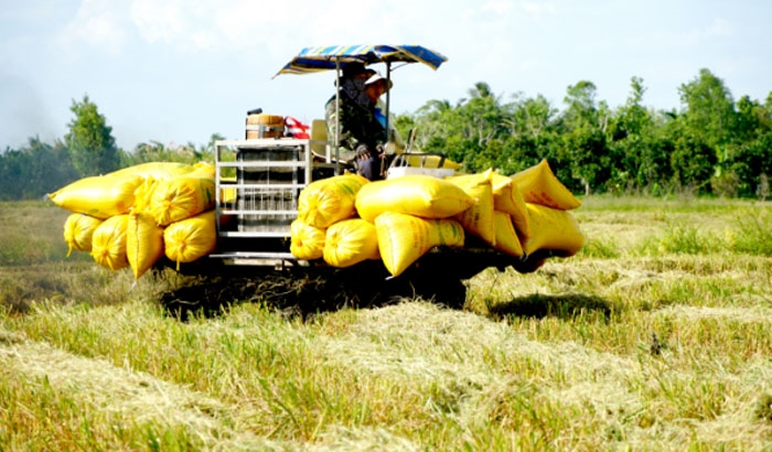  Nông dân huyện Cờ Đỏ, TP Cần Thơ áp dụng cơ giới hóa vào thu hoạch lúa.