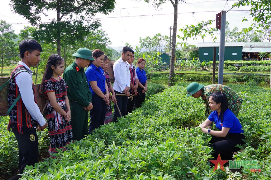 Đội viên trí thức trẻ tình nguyện Đoàn Kinh tế - Quốc phòng 92 hướng dẫn người dân phát triển mô hình trồng lạc. 