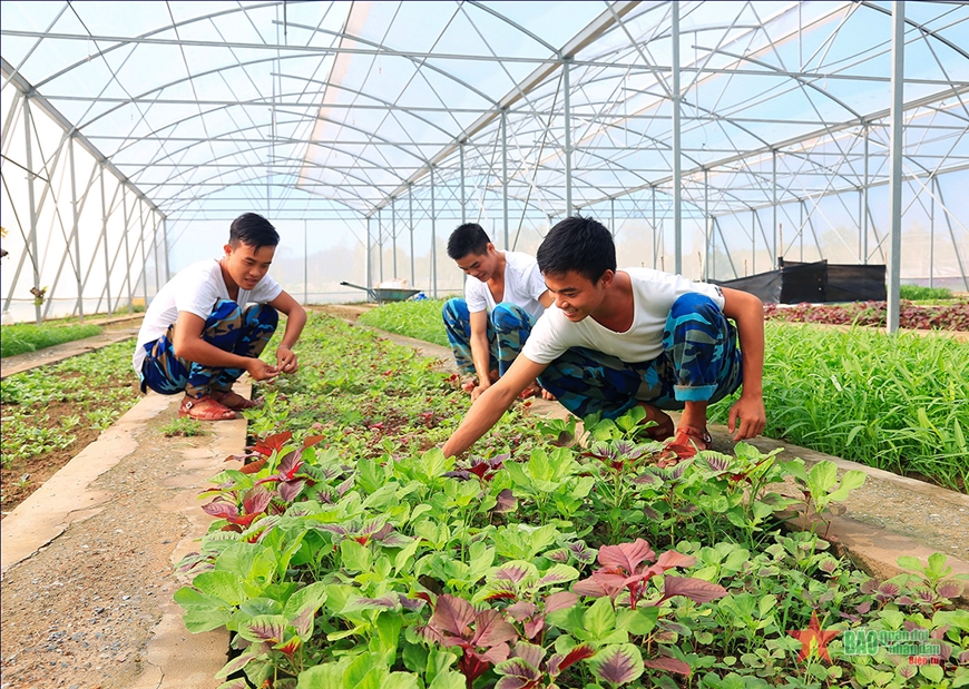 Những luống rau xanh tự tay cán bộ, chiến sĩ trồng góp phần phong phú thêm bữa ăn cho bộ đội. Những luống rau xanh tự tay cán bộ, chiến sĩ trồng góp phần phong phú thêm bữa ăn cho bộ đội.