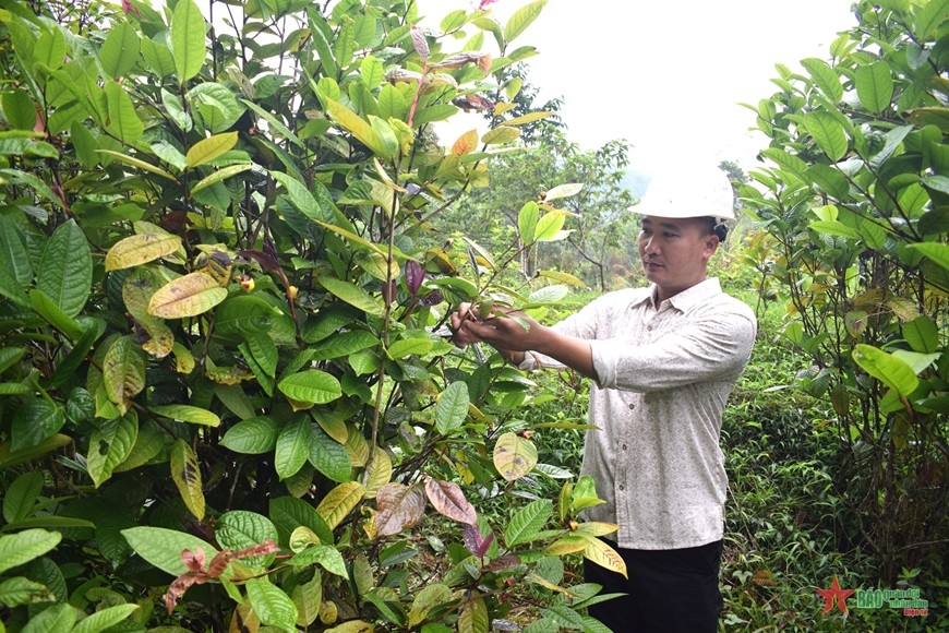 Nhiều hộ dân ở huyện Ba Chẽ (Quảng Ninh) chuyển sang trồng cây trà hoa vàng để phát triển kinh tế. 