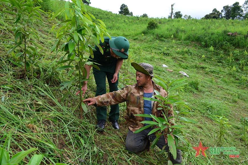 Hướng dẫn đồng bào kỹ thuật trồng quế trên địa bàn huyện Mường Nhé. 