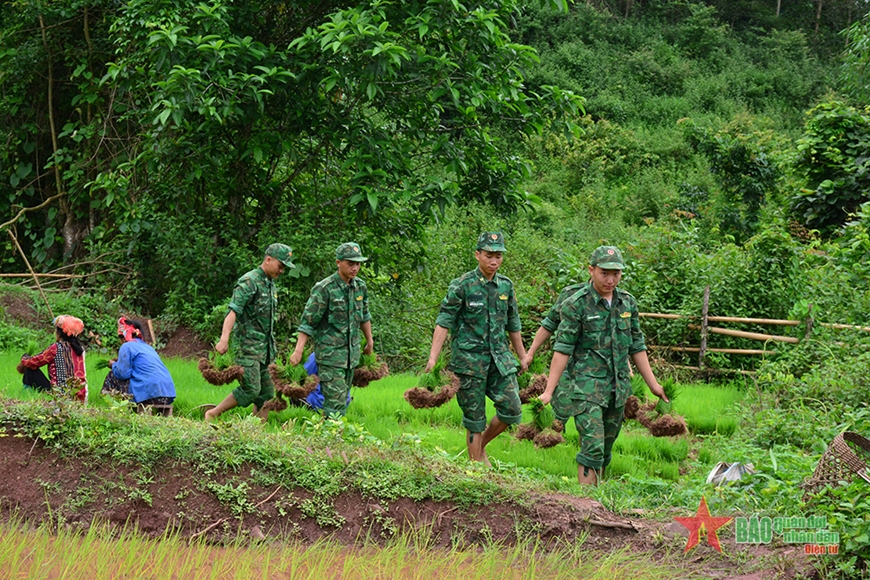 Bộ đội Biên phòng giúp dân trồng lúa nước. 