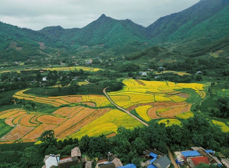 Xã Hoàng Nông nhìn trên cao mùa lúa chín. 