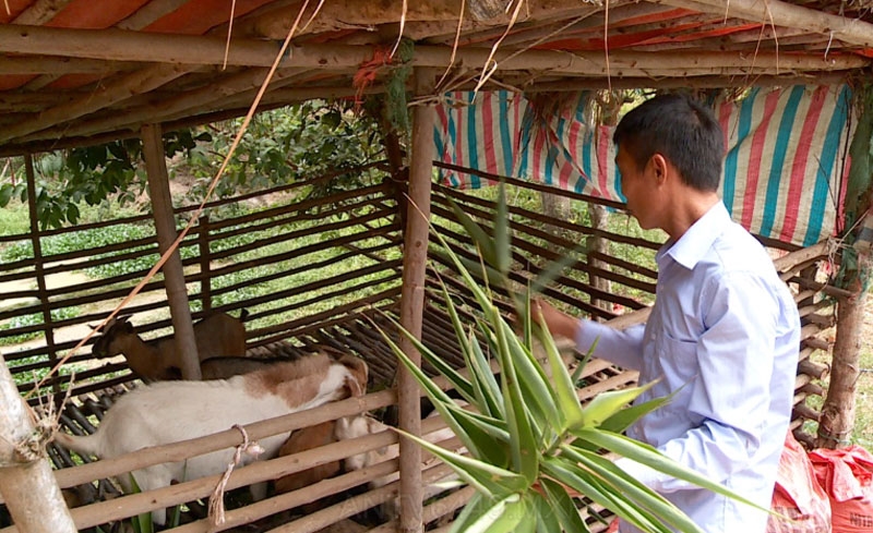 Sau khi cai nghiện thành công, anh Trần Văn Đường đã tập trung nuôi dê phát triển kinh tế gia đình. 