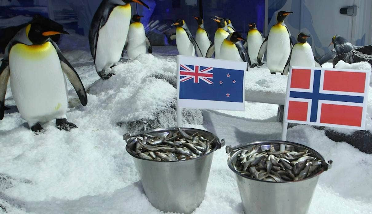 Chim cánh cụt “tiên tri” New Zealand thắng trận mở màn World Cup nữ 2023

