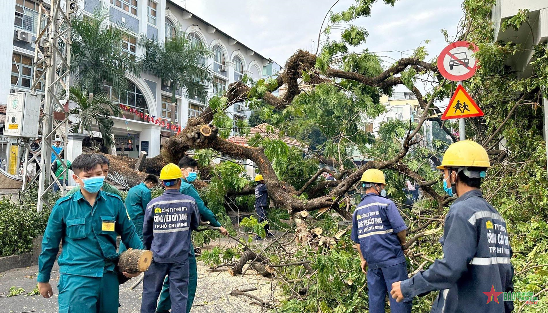 Phòng ngừa cây xanh gãy đổ trên đường phố TP Hồ Chí Minh