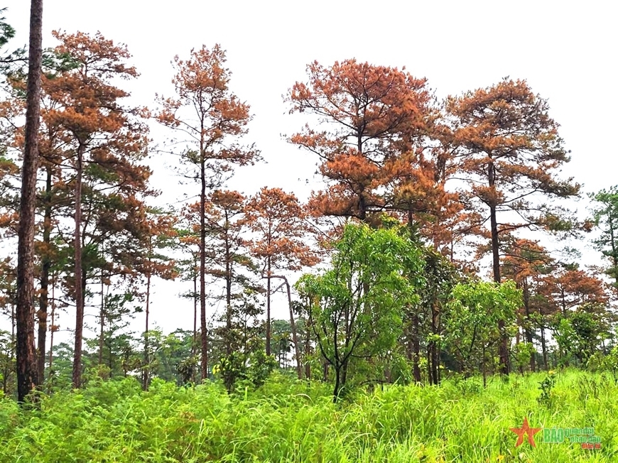 Rừng thông bị đầu độc chết khô tại Tiểu khu 613, xã Lộc Phú, huyện Bảo Lâm. 