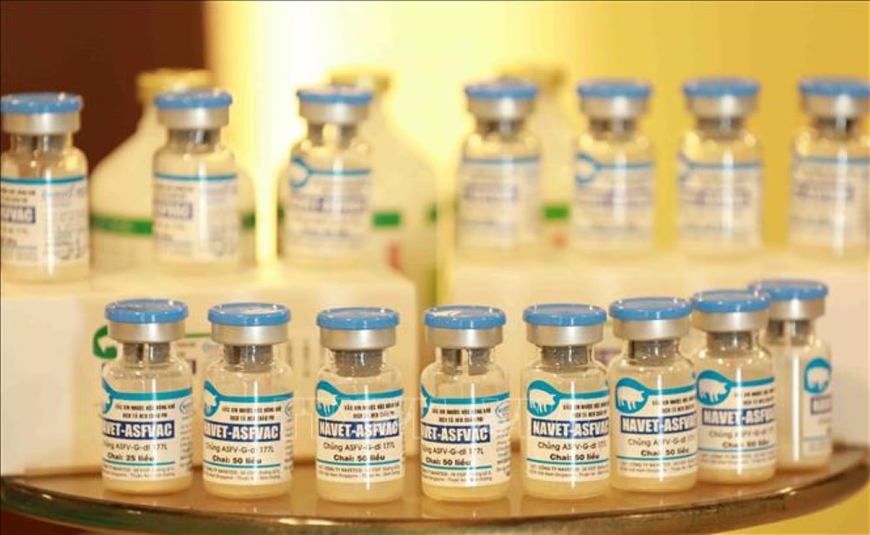 Vaccine phòng dịch tả lợn châu Phi do Công ty Navetco sản xuất.  