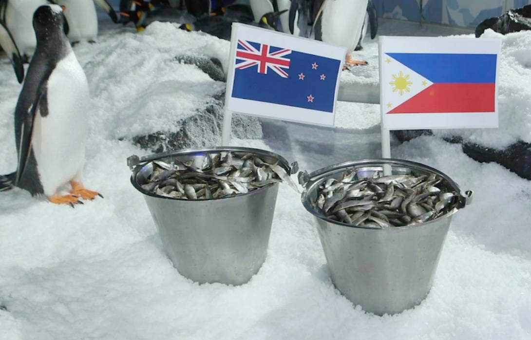 World Cup nữ 2023: Chim cánh cụt tiếp tục trổ tài “tiên tri” trận New Zealand-Philippines

