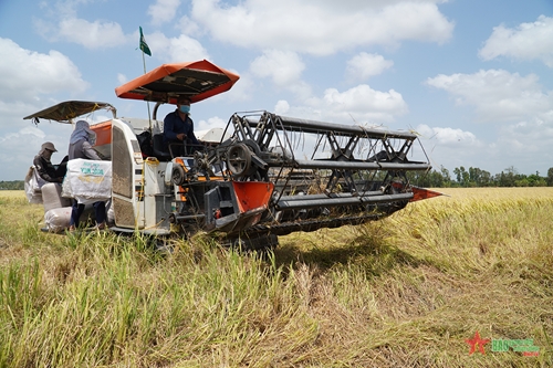 Giá tăng từng ngày, nông dân miền Tây hồ hởi trồng lúa