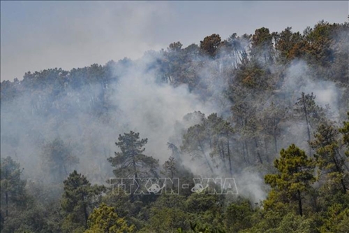 Cháy rừng tại Algeria, 34 người thiệt mạng