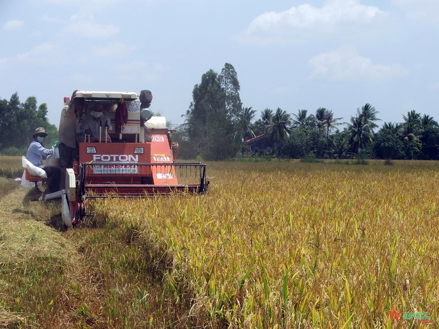 Lúa gạo Việt Nam được mùa lẫn được giá xuất khẩu. (Trong ảnh: Nông dân huyện Thoại Sơn, An Giang thu hoạch lúa) 