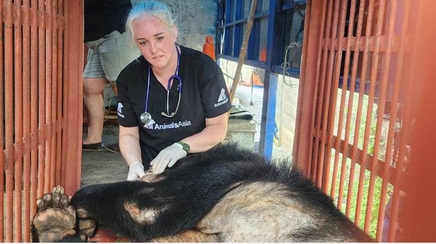  Y tá thú y theo dõi sức khỏe gấu Clyde. Ảnh: AnimalsAsia