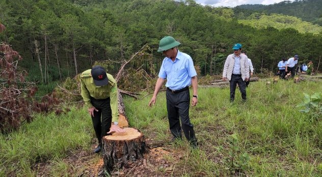 &nbsp;&Ocirc;ng Trần Văn Hiệp, Chủ tịch UBND tỉnh L&acirc;m Đồng đ&iacute;ch th&acirc;n đến hiện trường kiểm tra vụ h&agrave;ng trăm c&acirc;y th&ocirc;ng bị cưa hạ. Ảnh: Thanh Ni&ecirc;n