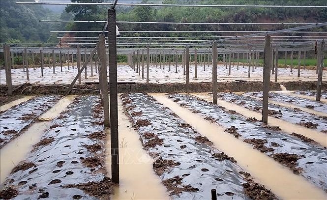 Mưa ngập ảnh hưởng đến các hộ dân trồng hoa màu ở tổ dân phố số 2, thôn Khởi Khe, Quy Ke và Cốc Né, thị xã Phong Hải, huyện Bảo Thắng.