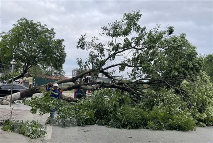 Thành phố Đồng Xoài, Bình Phước mưa lớn kèm dông lốc khiến nhiều cây xanh gãy, đổ, bật gốc. Ảnh minh họa: TTXVN
