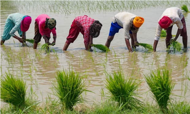 Nông dân trồng lúa trên cánh đồng ở ngoại ô Amritsar, Ấn Độ. Ảnh: The Guardian 