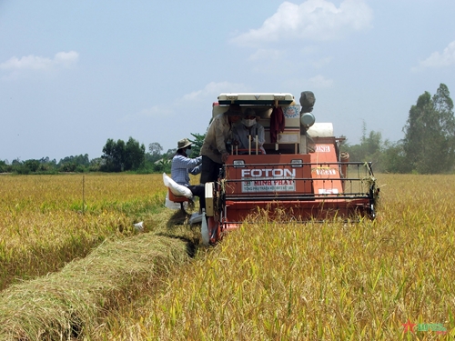 Các nước cấm xuất khẩu- liệu gạo Việt Nam có được hưởng lợi?